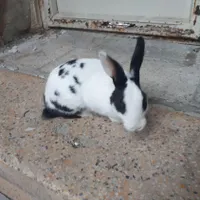 دستی،خرگوش