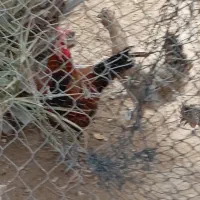 مرغ وخروس