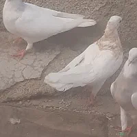 کفتر|پرنده|همدان, |دیوار
