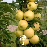 کارگر میوه چینی هستیم