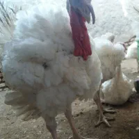 بوقلمون گوشتی
