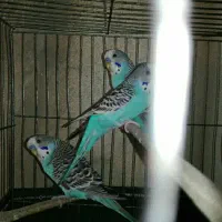 سه تا مرغ عشق نیمه دستی و مست