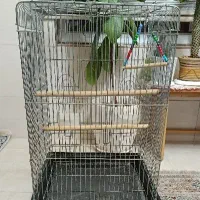 قفس عروس هلندی