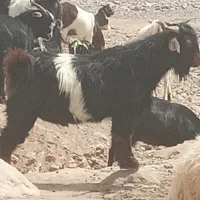 نر بز و بره نر