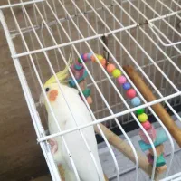 عروس هلندی لوتینونروماده روتخمن