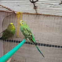 مرغ عشق جفت ۷ ماهه