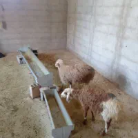 بره شیر مست