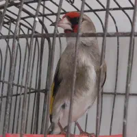 سهره نر بخون گل سرخ سینه طلایی