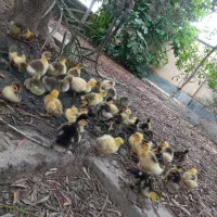 25 جوجه اردک اسراییلی   (مرغ ـ غاز)