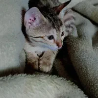 واگذاری گربه