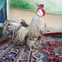 مرغ و خروس  مینیاتوری رزکامپ
