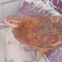 جوجه 50 روزه