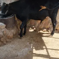 سه عدد گوساله
