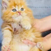 گربه