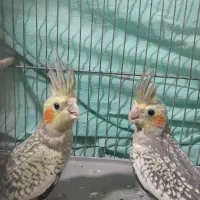 عروس هلندی