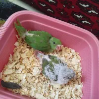 جوجه گرینچیک و ملنگو