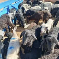 بره شیری|حیوانات مزرعه|یزد, |دیوار