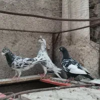 سار سیاه و سینه سیاه