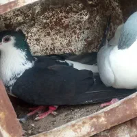 کفتر|پرنده|تربت جام, معدآباد|دیوار