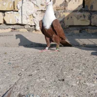 کفتر