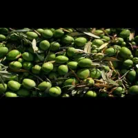 زیتون شور آب