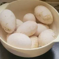 تخم قوغاز