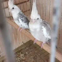 عروس هلندی مولد