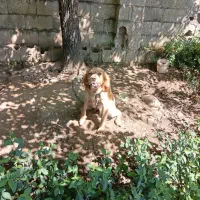 سک شکاری نژاد سیتر