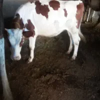 گاو ماده