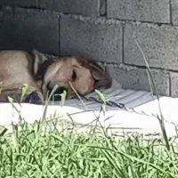 واگذاری رایگان سگ فوری فوری به علت نقل مکان