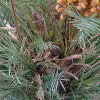 تعدادی پاجوش گنتار مُرکو 1 تومن