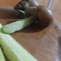 حلزون رایگان