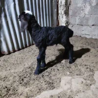 بره و بز کهره دار