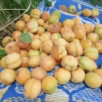 زردآلو زیر درختی برای لواشک