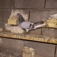 شهری سبز گرفتنی