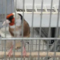 شاه سهره دهن لر اعتیقه
