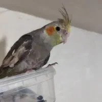 پرنده عروس