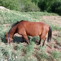 کره اسب نر