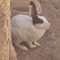 سه عدد خرگوش