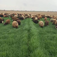 چوپان