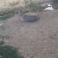 الاغ نروماده