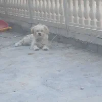 مناسب برای اپارتمان