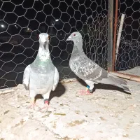 کبوتر