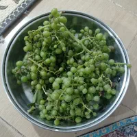 هاله|خوردنی و آشامیدنی|سنندج, |دیوار