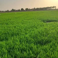 تخمدون درجه یک