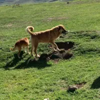 سگ ماده سراب
