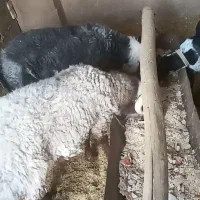 بره نرپرواری چاق بالازنی دار