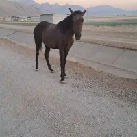 اسب|اسب و تجهیزات اسب‌سواری|کامیاران, |دیوار