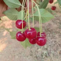 البالو رسمی (محلی)