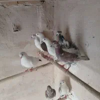 کفتر غریب گیری